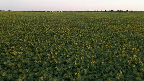 Aerial View of Sunflowers Field. Drone Moving Across Yellow Field of Sunflowers. Rows of Sunflowers