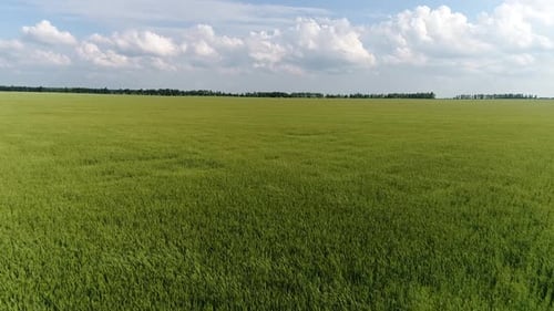 Moving Forward Over a Grain Field Russia