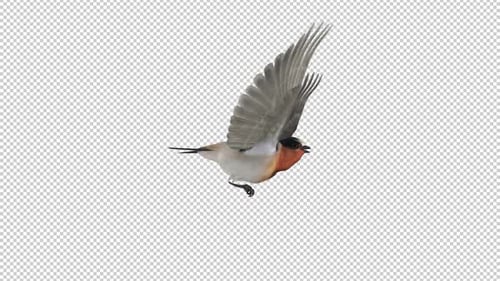Cliff Swallow - Fliegende Schleife - Seitenansicht - Alpha-Kanal