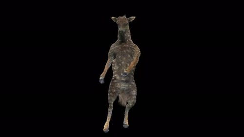 3D Animated Deer Dancing on Hind Legs