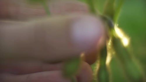 Close Up of Plants in a Rural Field