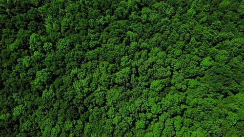 Drone's Eye View - Aerial Top Down Trees Background, Caucasus, Russia