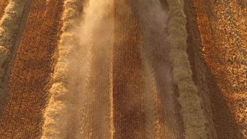 Dust on the Field