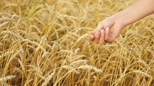 Closeup of Male Hand Touching Ear of Ripe Wheat in Field