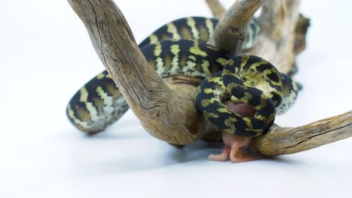 Primer plano de una serpiente pitón que constriñe a su presa