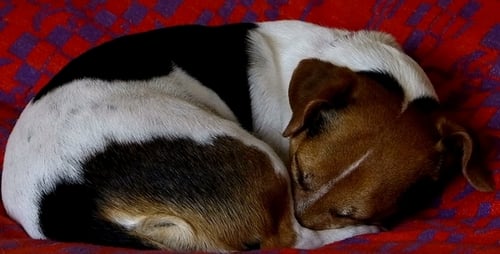 Sleeping Dog
