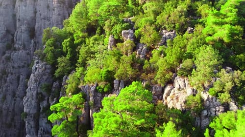Dense Magical Forest at the Canyon Top Huge Spectacular Cliff Rocks Epic Aerial Drone Flight Over