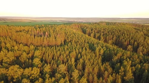 Forêt naturelle au soleil du soir