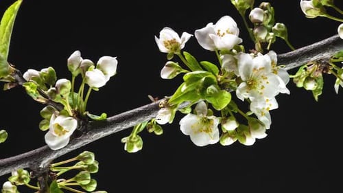 Spring Flowers Opening