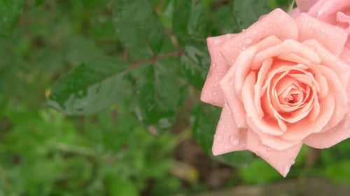 Delicate Pink Rose with Water Droplets in Garden