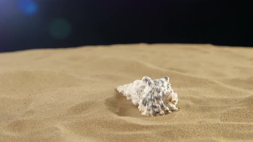 Ungewöhnliche Muschel, weiß, auf Sand, Schwarz, Schatten, Rotation