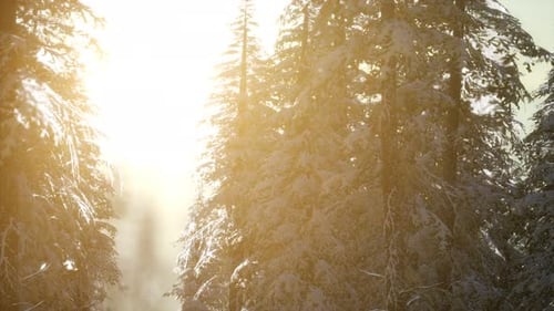 Herrliche Weihnachtsszene im Bergwald. Bunter Wintersonnenaufgang