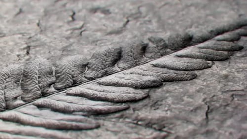 Realistic Ancient Fern Fossil Imprint on Stone Animation