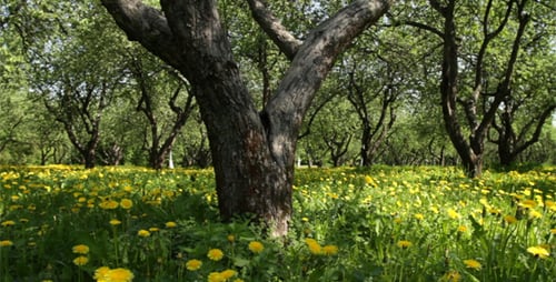 Gelbe Pusteblumen