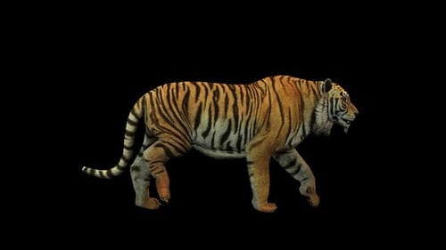 Tiger Fast Walk 1