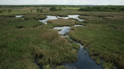 Aerial View of Bog Lands with White Herons Nesting Place