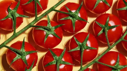 Close up organic cherry tomatoes. Ripe small red tomato on a branch.