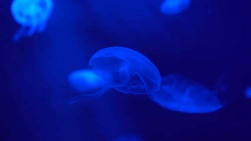 Unas cuantas medusas Aurelia nadan bajo el agua lenta y rítmicamente