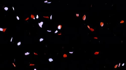 Rose Petals