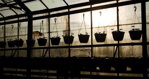 Potted Plants Silhouetted in Greenhouse at Sunset