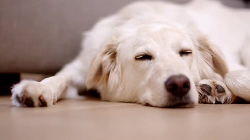 Calm White Dog Resting Indoors in a Home