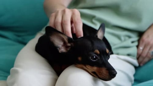 Woman Comforts Small Dog Relaxing on her Lap