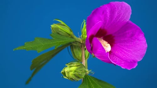 Rosa Hibiskusblüte blüht