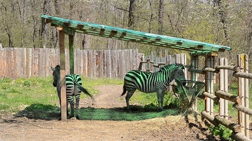 Zebras Eat Hay in Zoo Enclosure During the Day