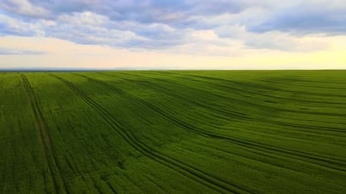 Aerial Landscape View of Green Cultivated Agricultural Fields with Growing Crops on Bright Summer
