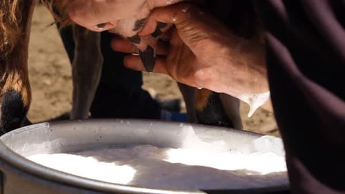 Shepherd Milking Sheep On A Farm