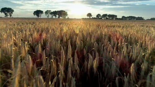 Wheat Field
