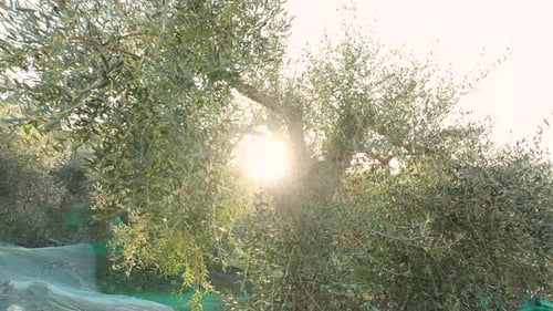 Olive tree cultivation agriculture in sunny day. Rural farming.