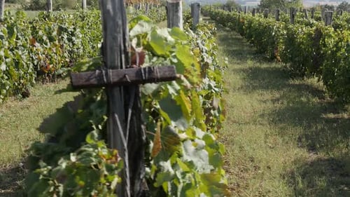 Scène de vignoble cultivé par des images au Ralenti de fin d'été