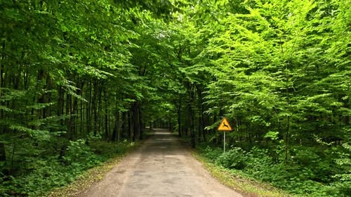 Aerial view of leafy footpath in forest, Poland.