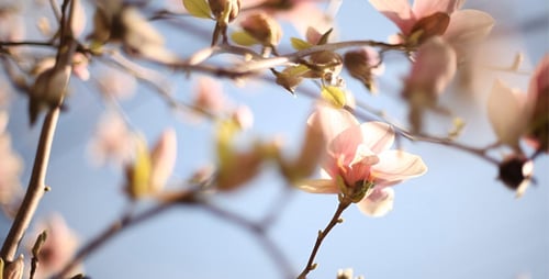 Sliding Around Blooming Magnolia