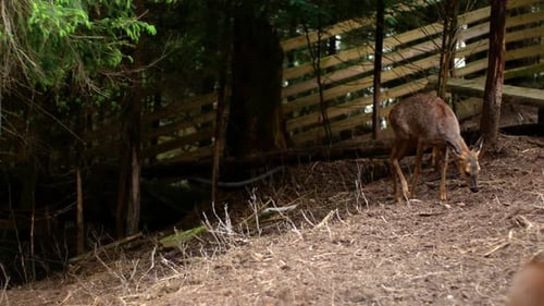 Wild roe deer walk through the forest. Like a roe deer, a beautiful wild animal lives in the forest