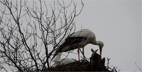 Storch 2