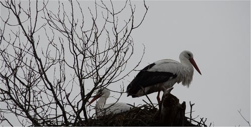 Storch 3