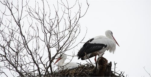 Storch 4