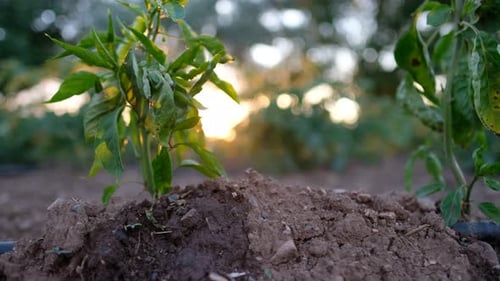 Greenhouse Drip Irrigation