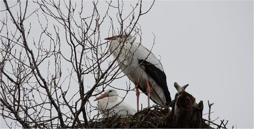 Storch 6