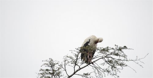 Storch 7