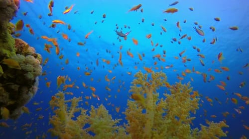 Underwater Beautiful Scene