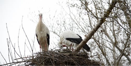 Storch 9