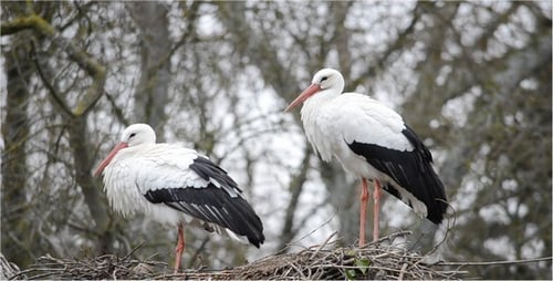 Storch 10