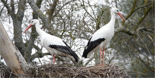 Storch 11