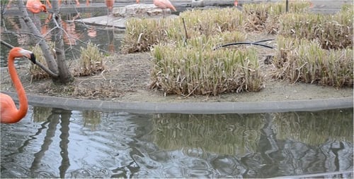 Flamingos Wading Peacefully in Pond on Overcast Day