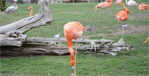 Flamingoes Standing and Resting on Green Grass