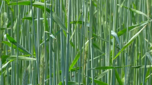 Rye Stalks
