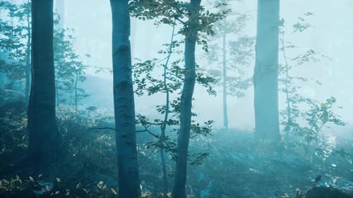 Morning Fog in Deep Forest